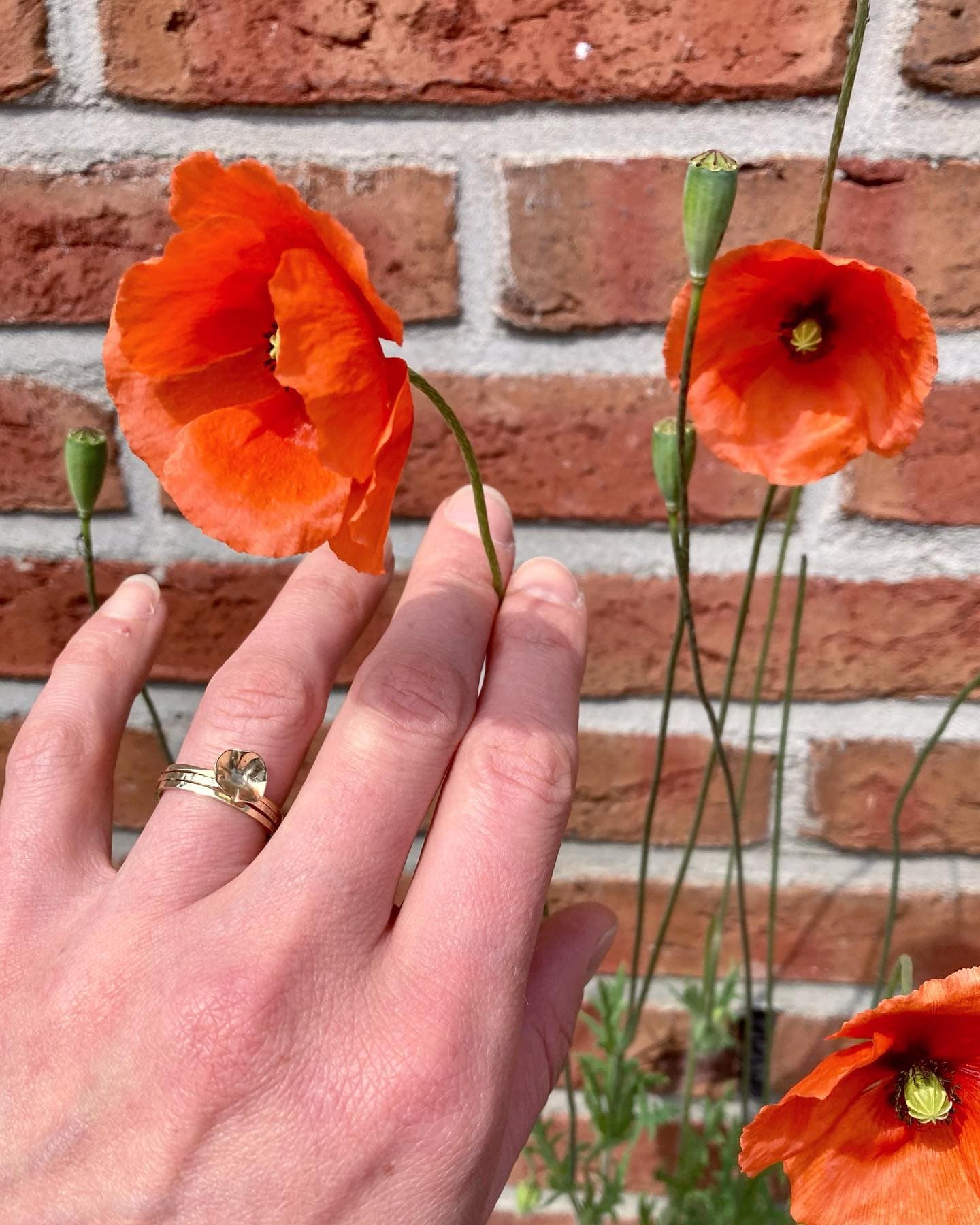 Hand met ring bij rode klaproos voor bakstenen muur